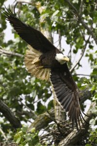 rtr0717vsem ma eagle leaves nest