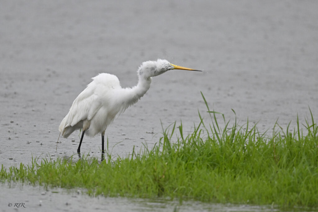 Good morning, Sarnia-Lambton! Here are your headlines & weather for August 9, 2024