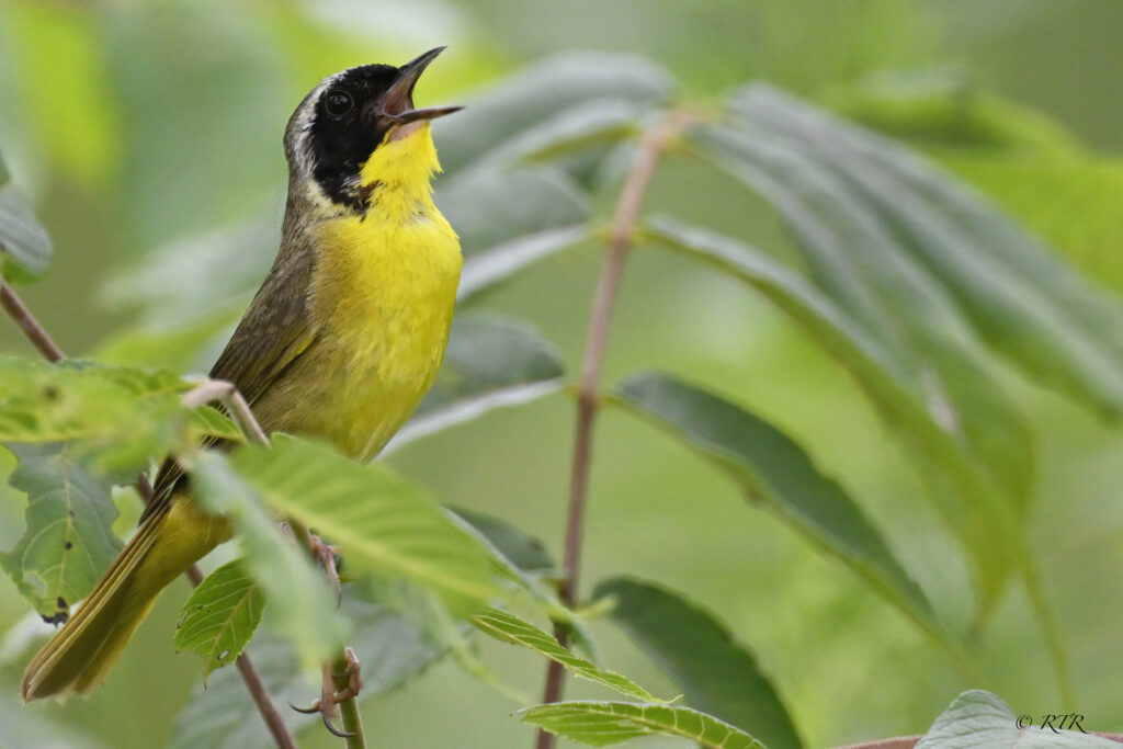 Good morning, Sarnia-Lambton! Here are your headlines & weather for July 24, 2024