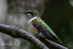 Rubythratedhummingbird