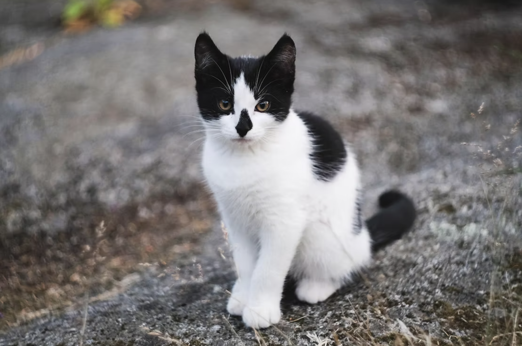 New feral cat sanctuary offers warm Christmas for Petrolia’s abandoned felines