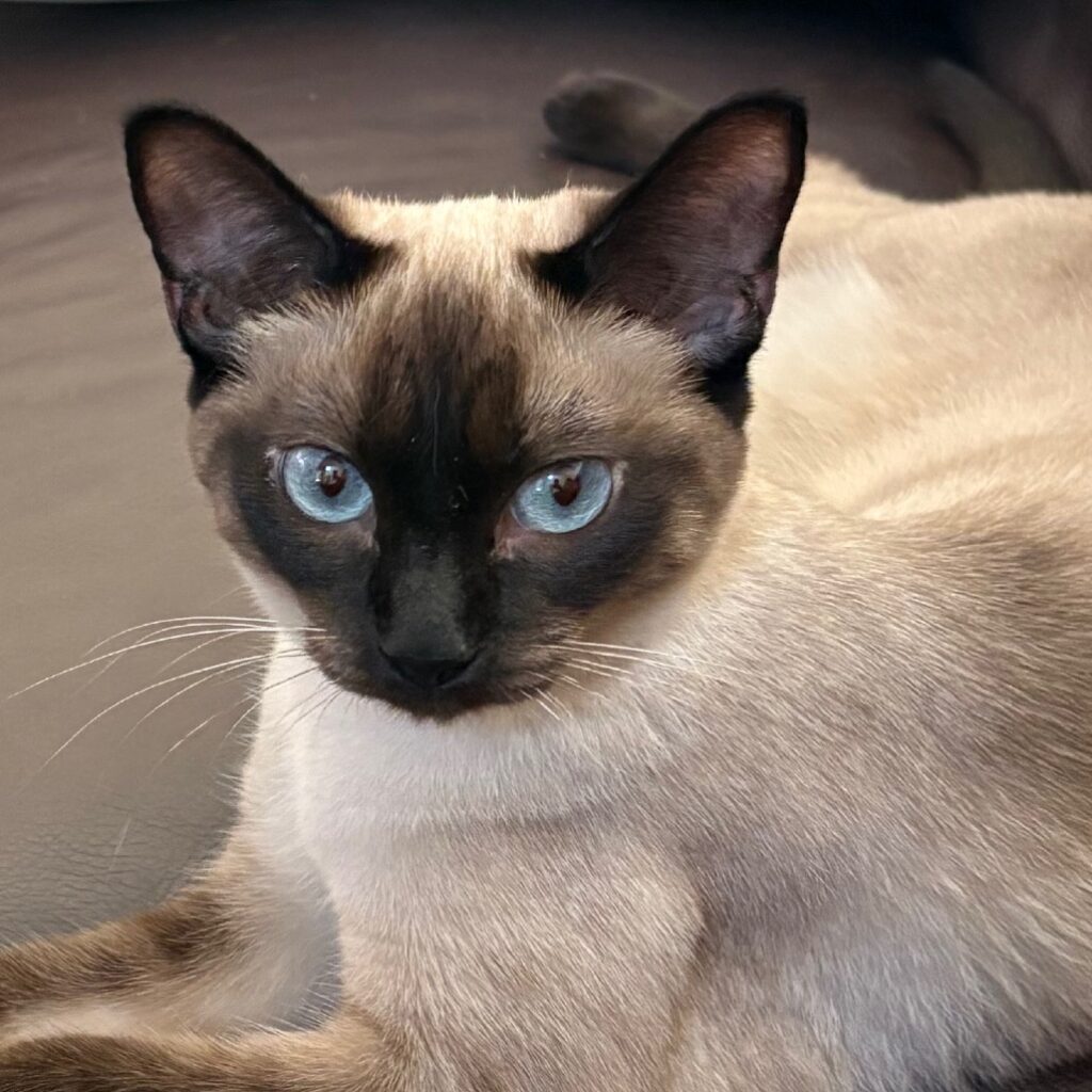 Humane Society issues urgent appeal after huge influx of Siamese cats
