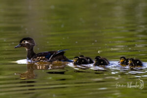 Wheelerduck