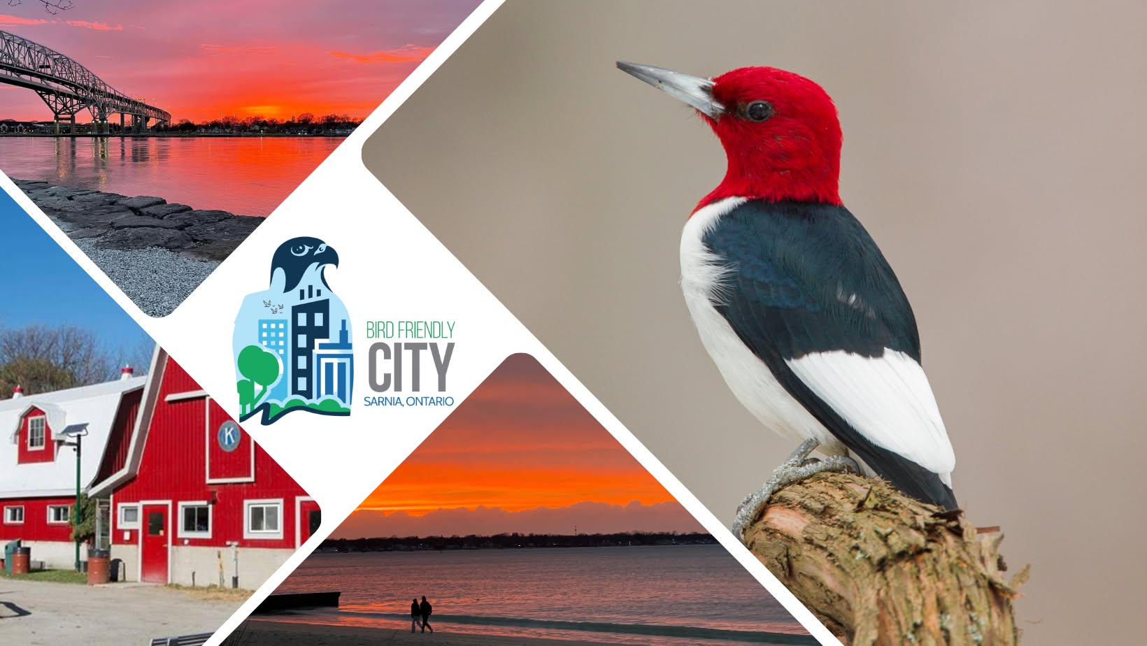 Celebrating spring migration at Canatara Park