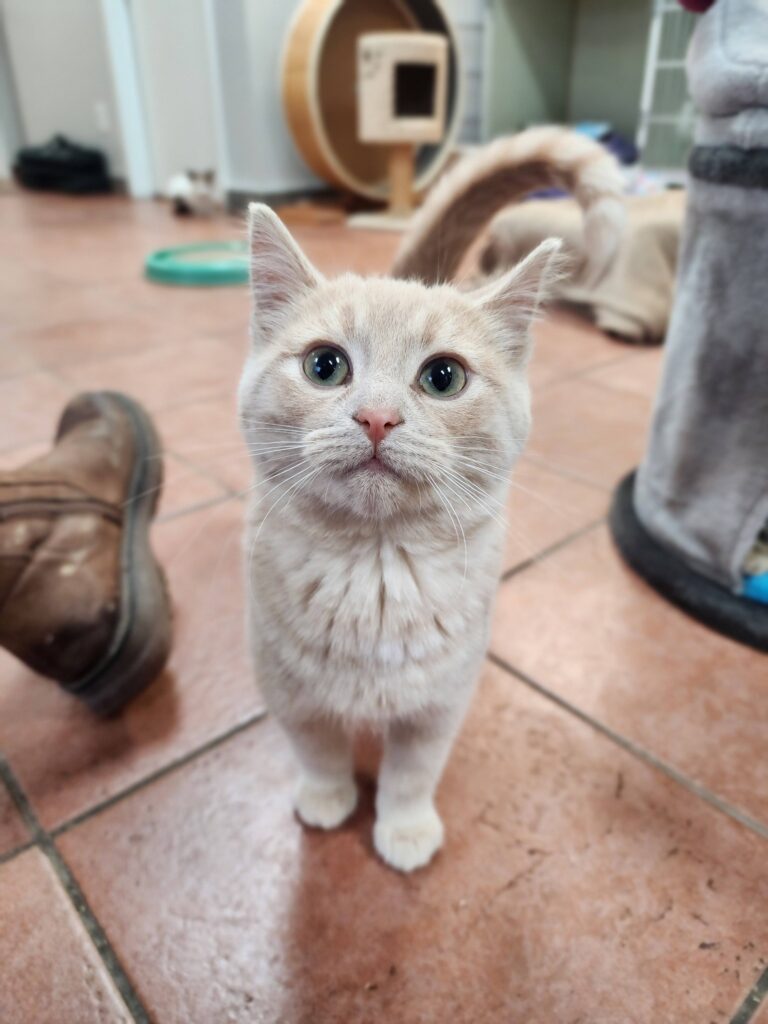 Dozens of adoptable cats featured at Sarnia Cat Festival this weekend