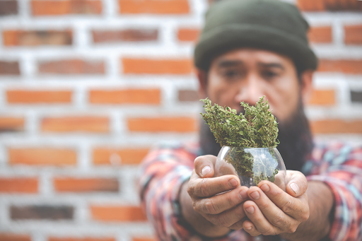Understanding the Changing Landscape of Cannabis Culture in Canada