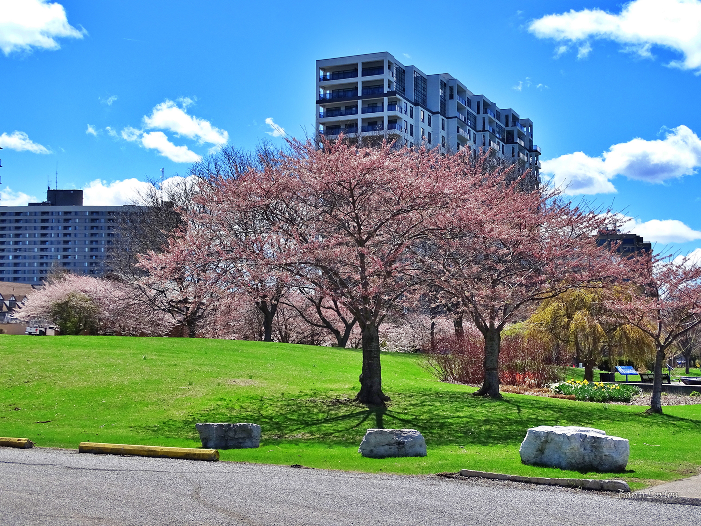 Japanese Sakura cherry tree blossoms at Centennial Park