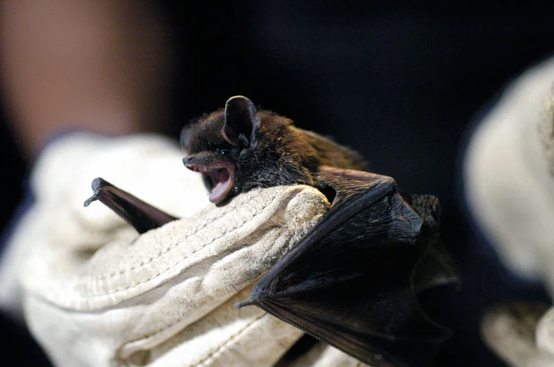 Rabies confirmed in Lambton County bats for first time since 2021
