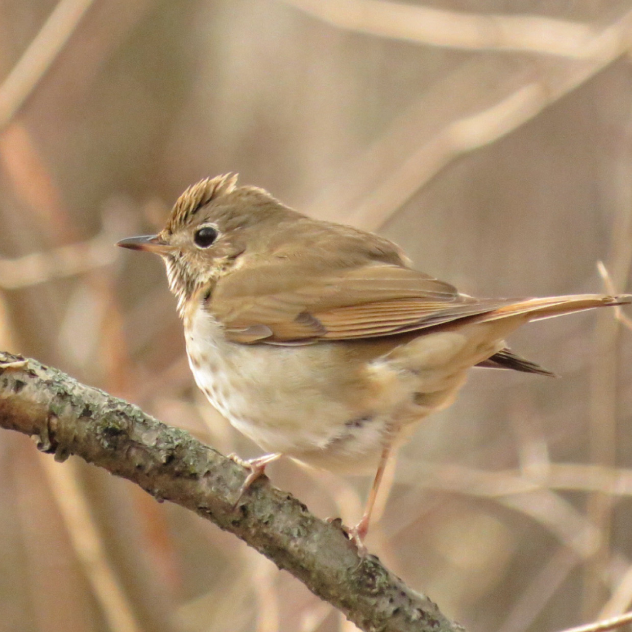 Hermit thrush