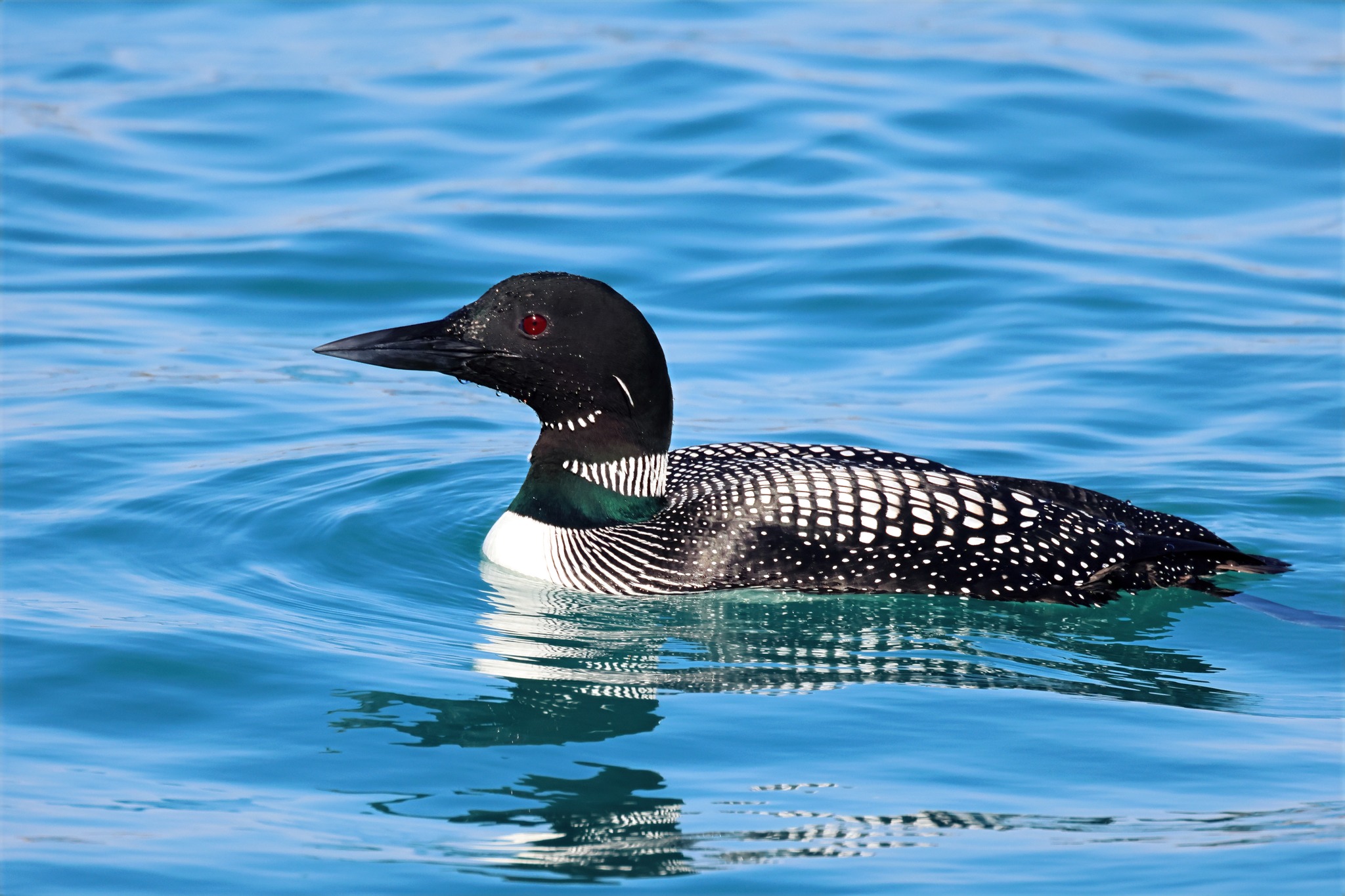 Loon