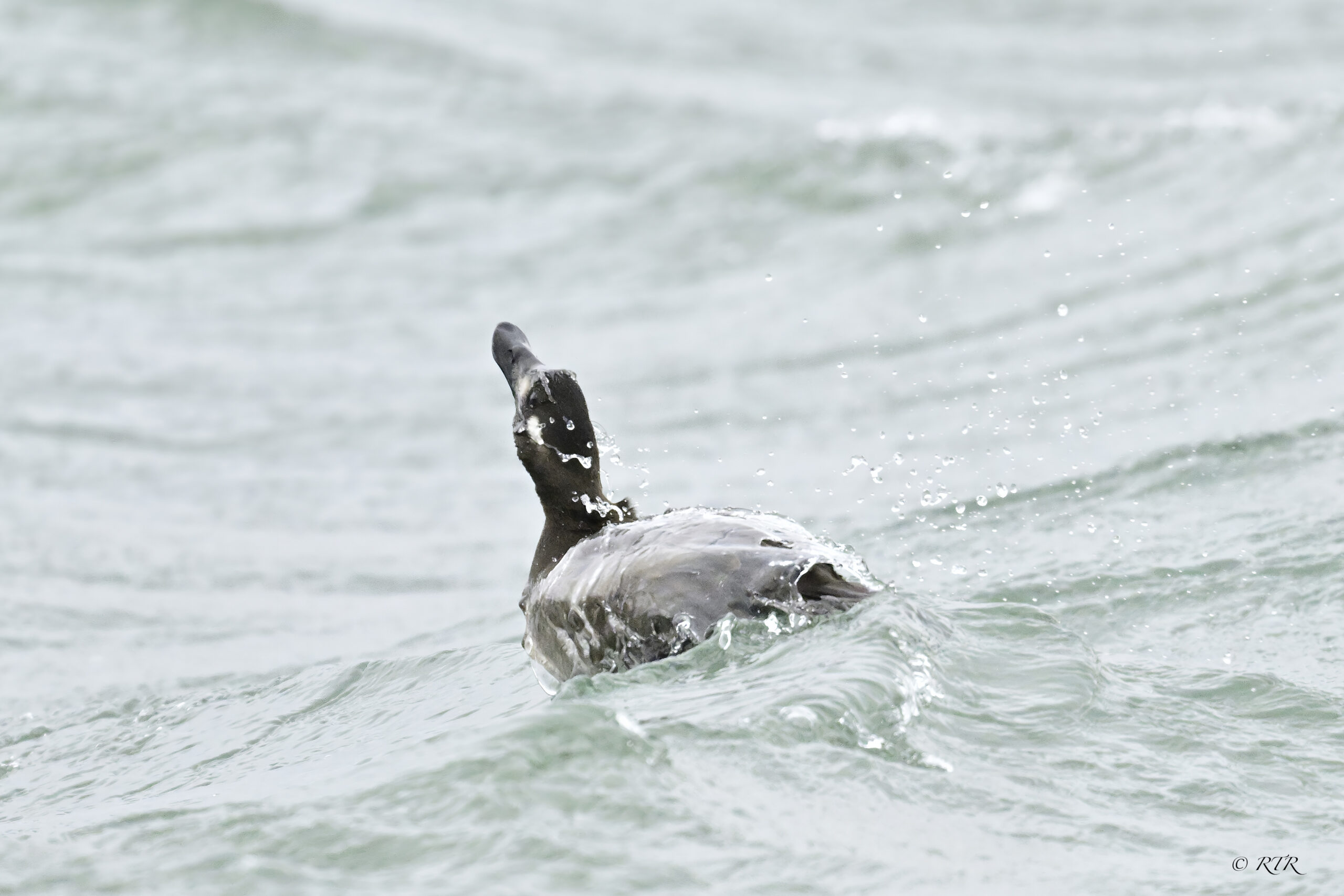 White winged scoter