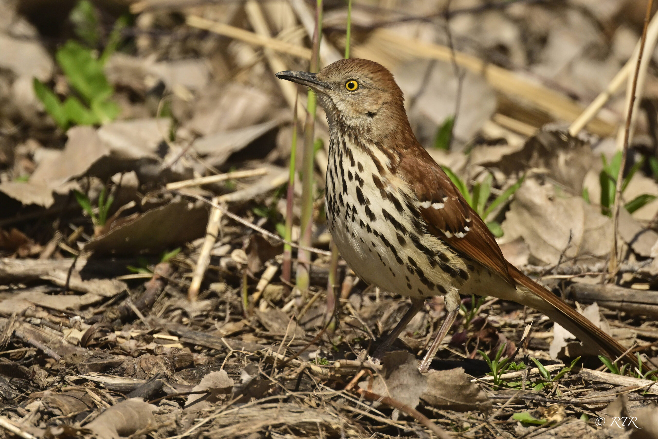 Brown thrasher