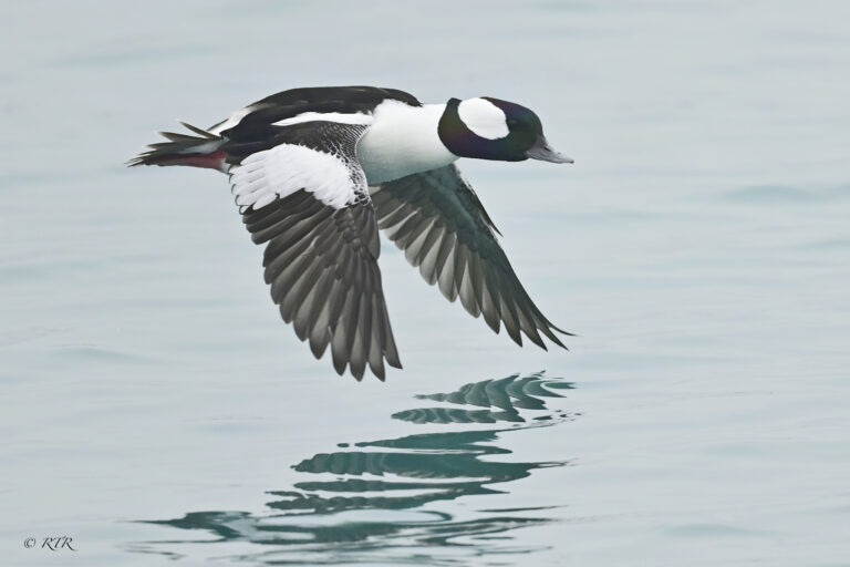 World Migratory Bird Day event lands at Canatara Park this weekend