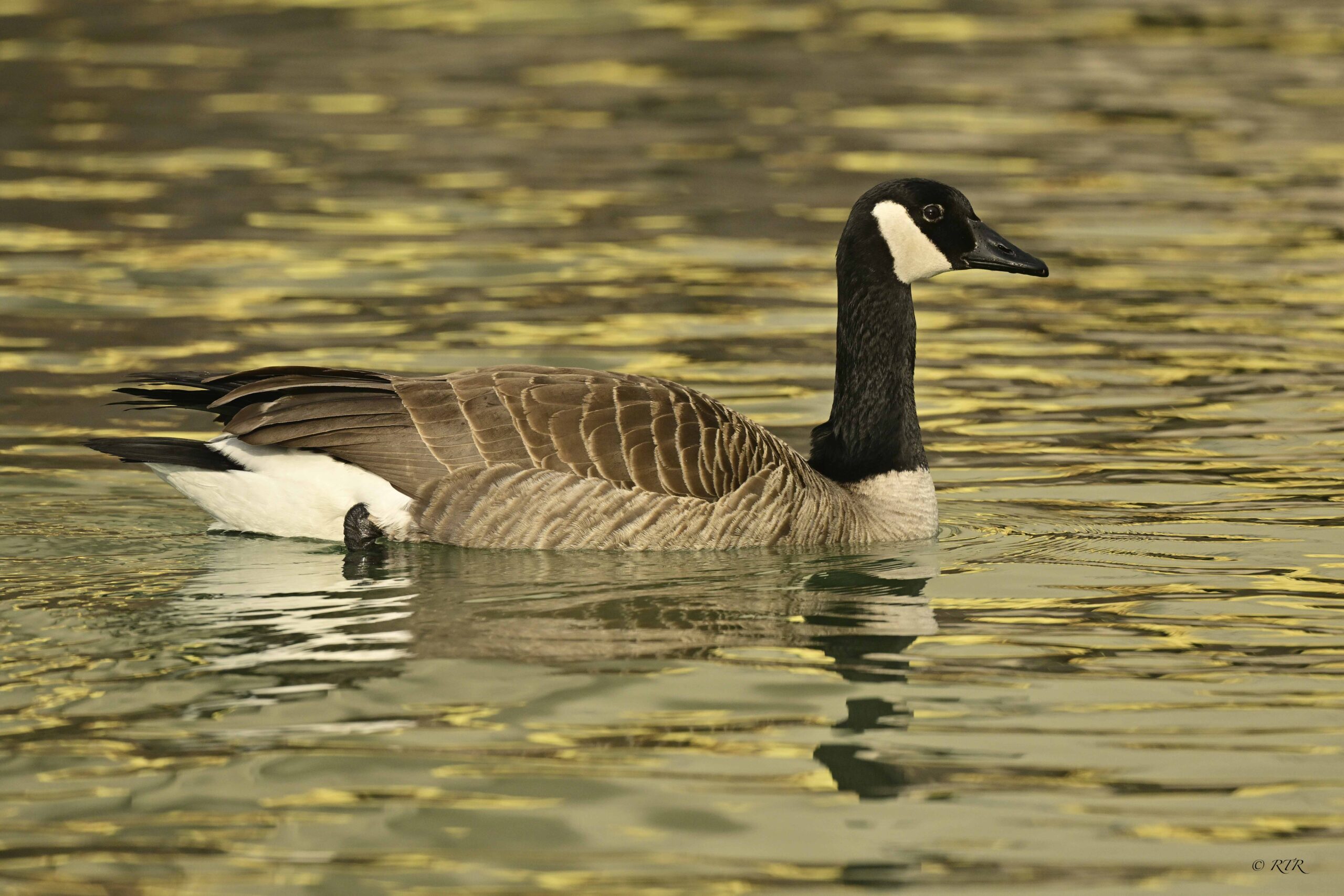 Goose in gold water