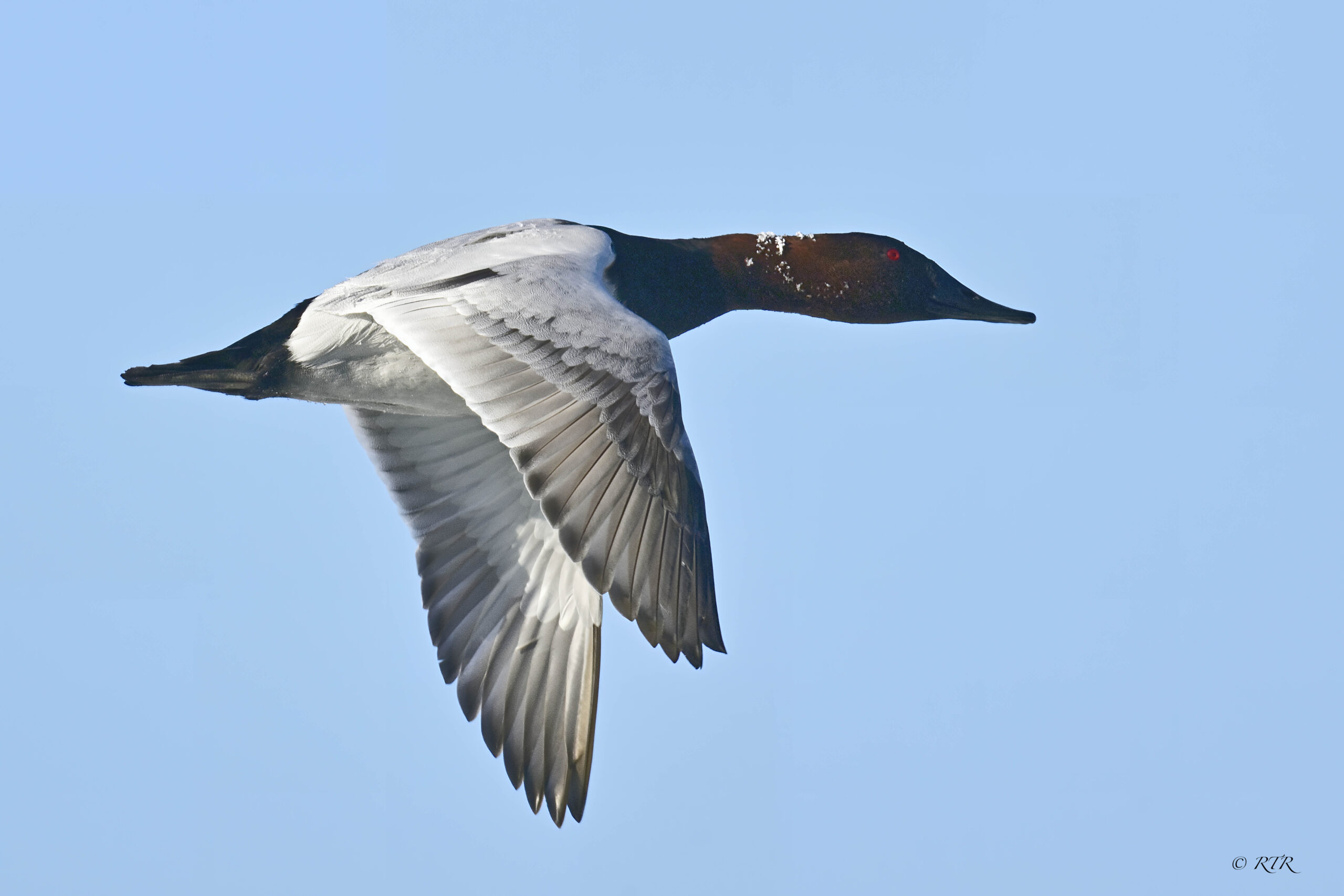 Flying