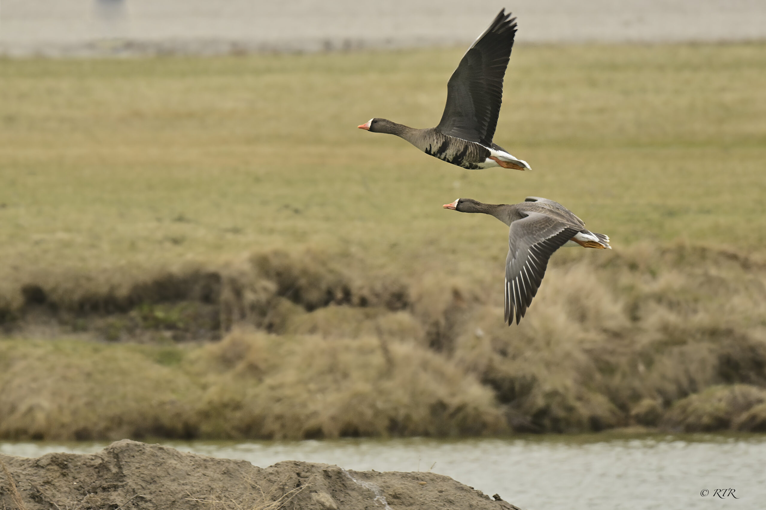 Greater white-fronted geese