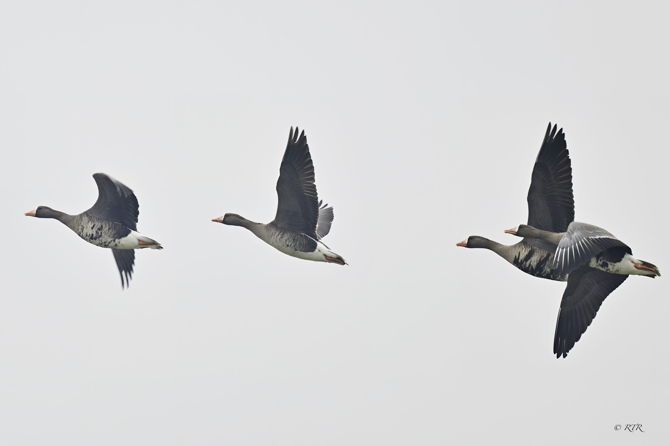 Geese flying