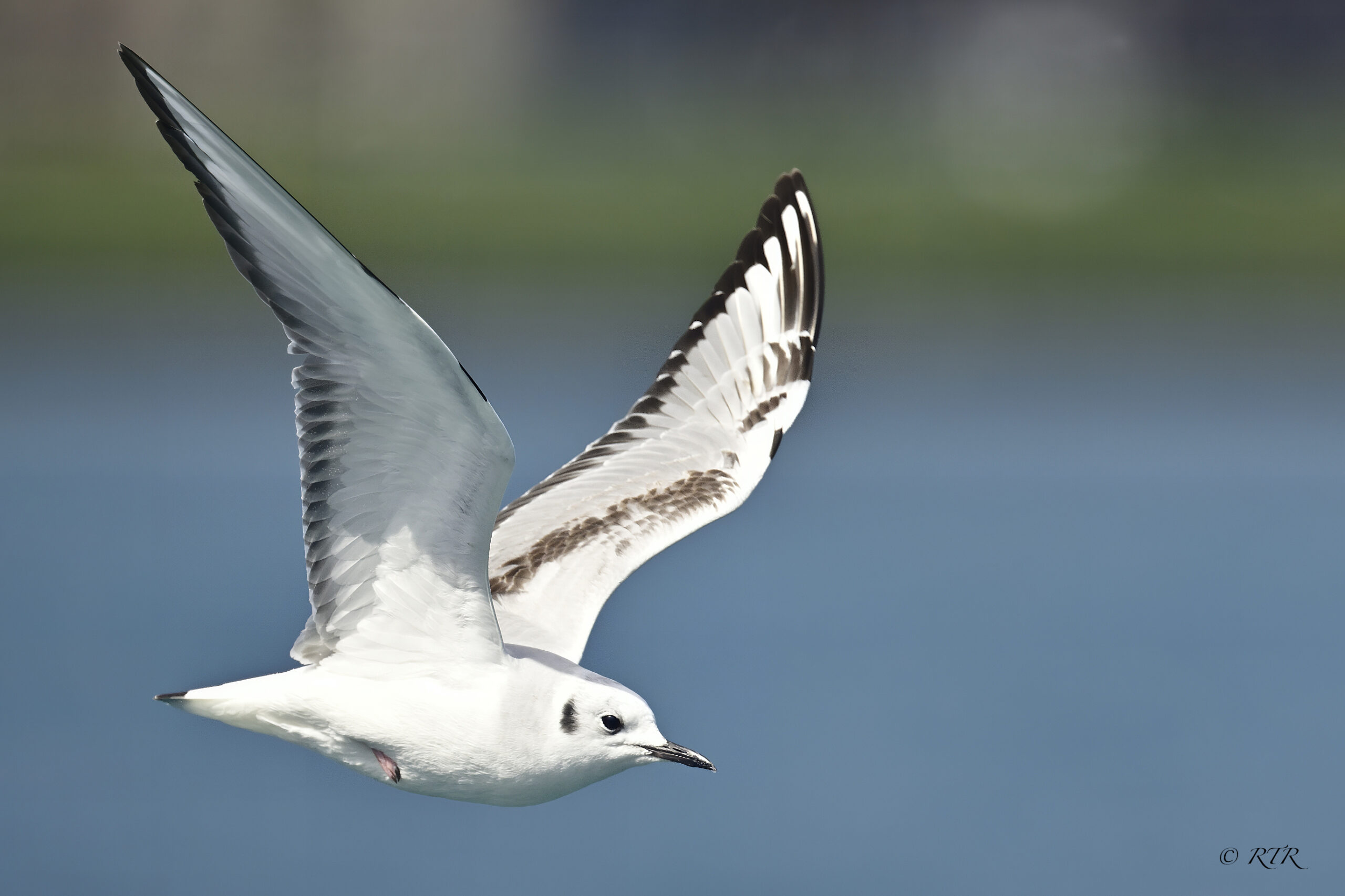 Bonaparte’s gull