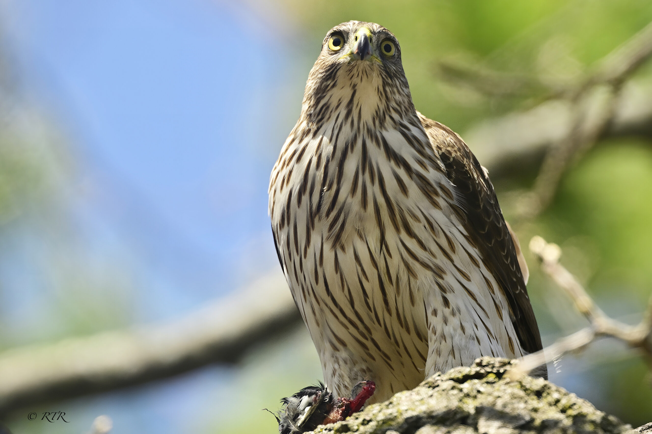 Coopers hawk with food