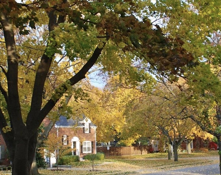 Sarnia’s trees are becoming infrastructure