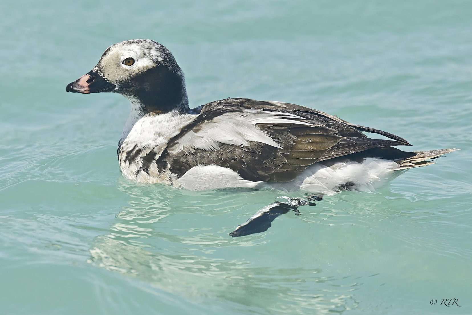 Loon