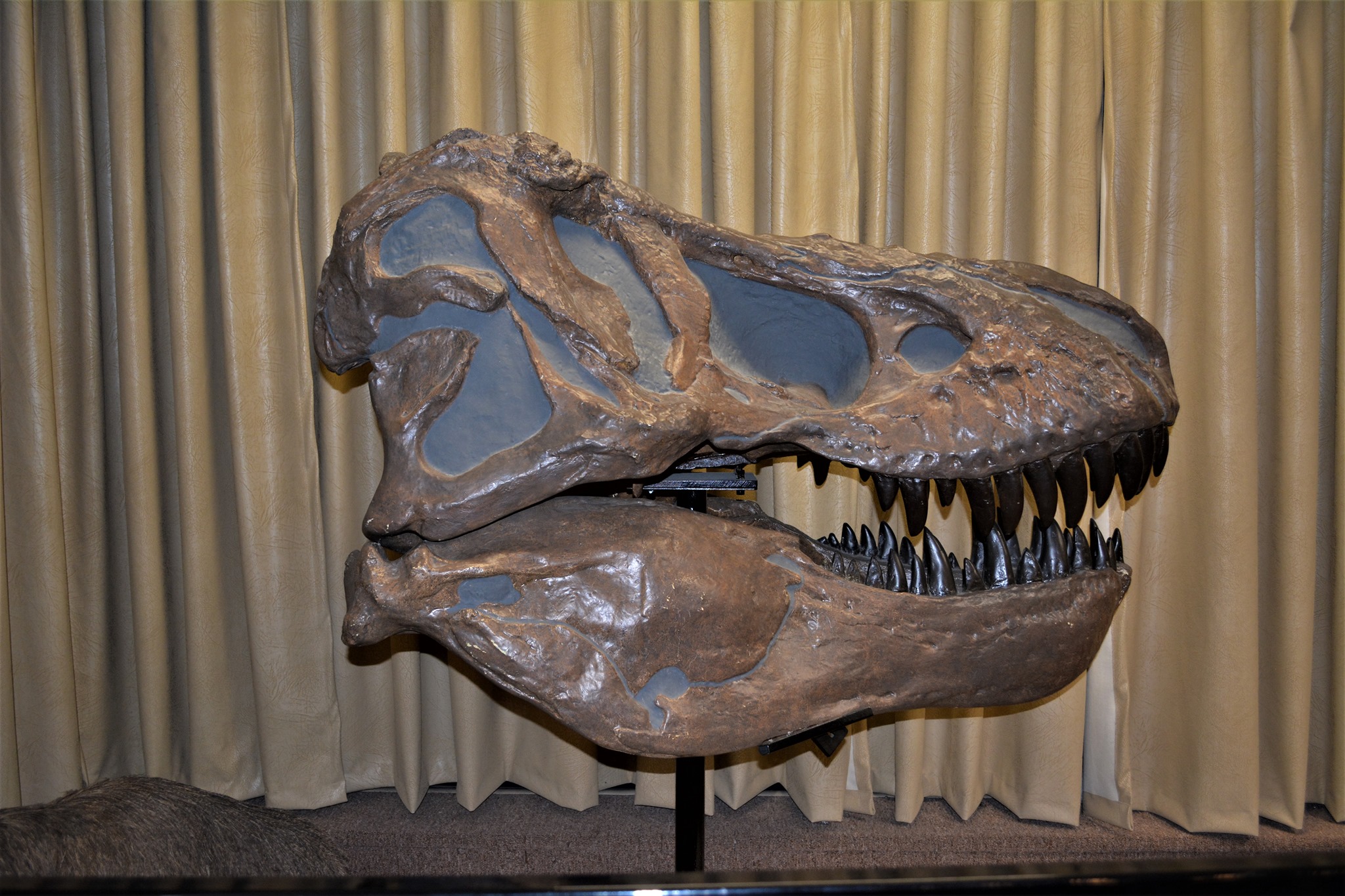 Sarnia Library selected as future home for Stones ‘N Bones collection