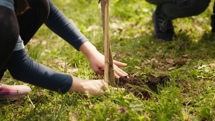 182 trees to be planted across Sarnia as spring planting begins