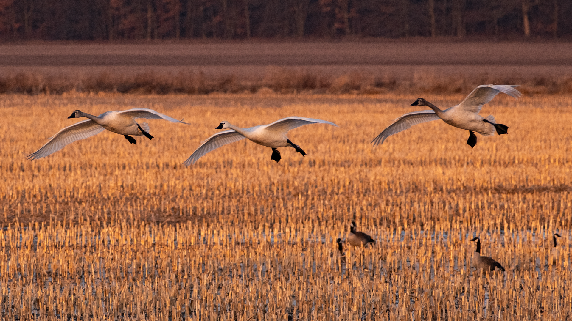 Tundra swans return to Lambton County for annual spring migration