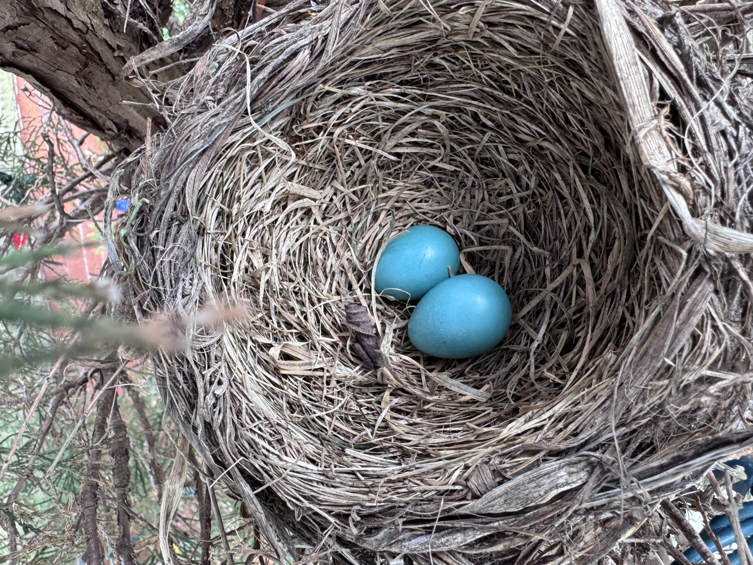 Two Robin eggs