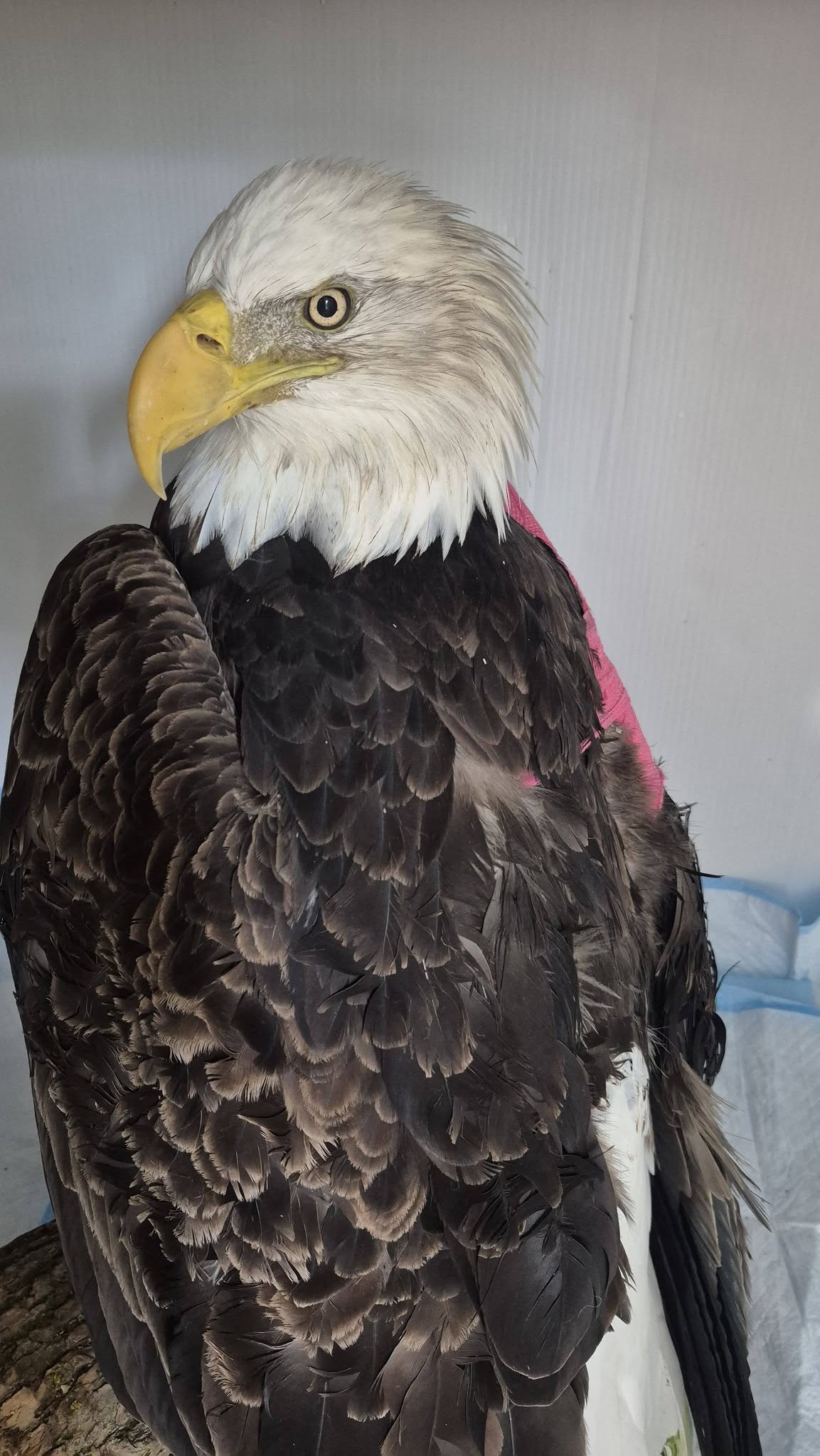 Bald eagle rescued from Stag Island tree receiving treatment for wing injuries