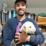 Bald eagle rescued from Stag Island tree receiving treatment for wing injuries