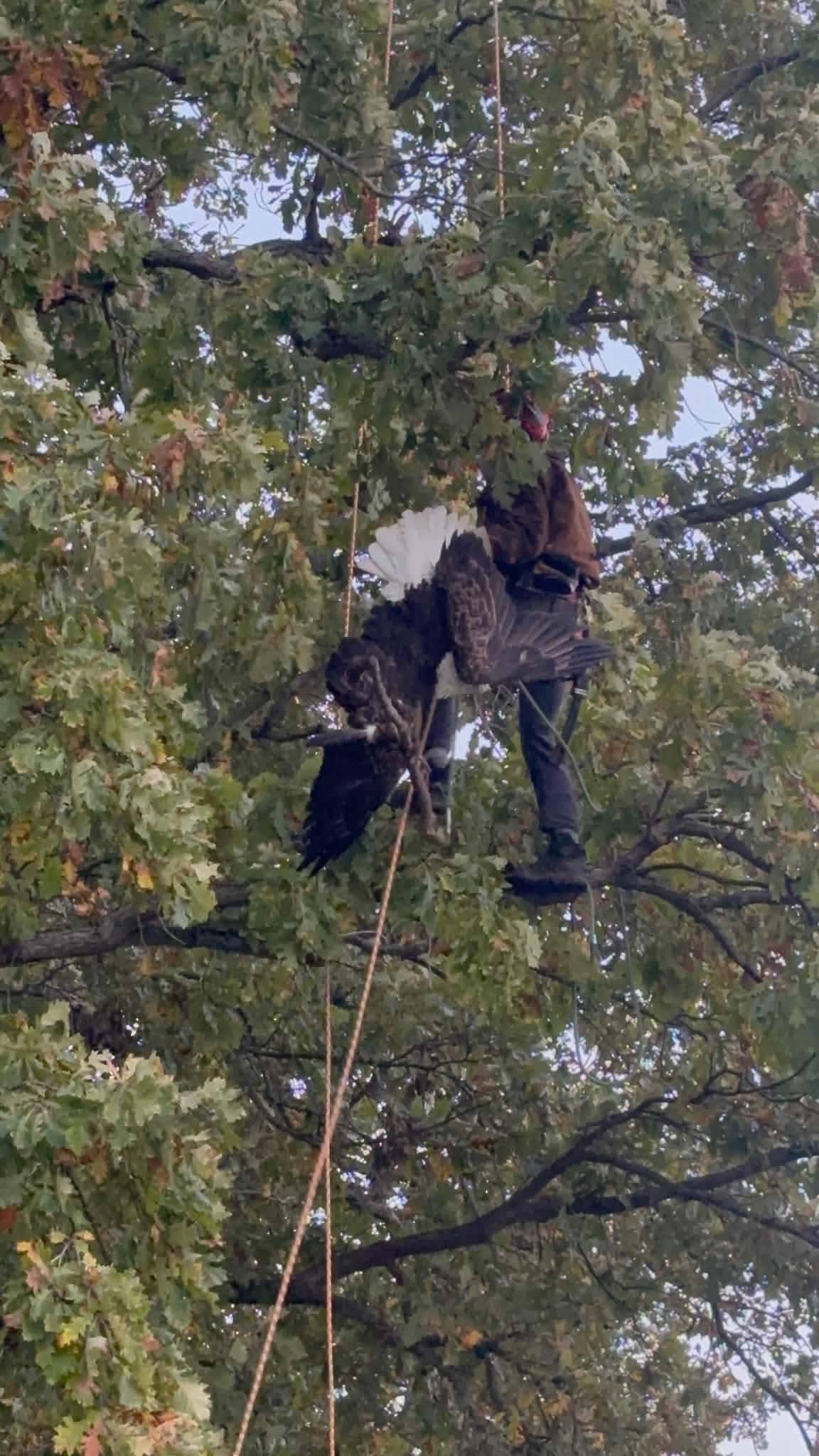 Bald eagle rescued from Stag Island tree receiving treatment for wing injuries