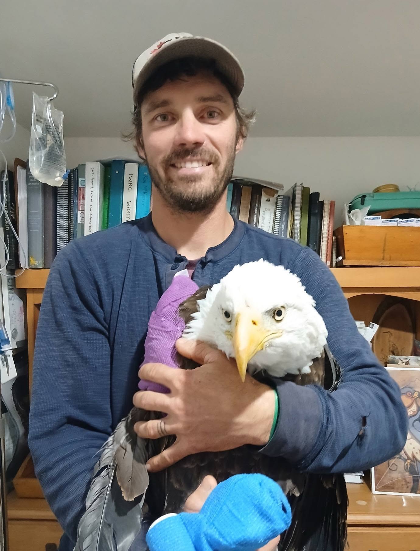 Bald eagle rescued from Stag Island tree receiving treatment for wing injuries