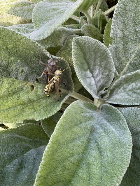 It’s a bugs life