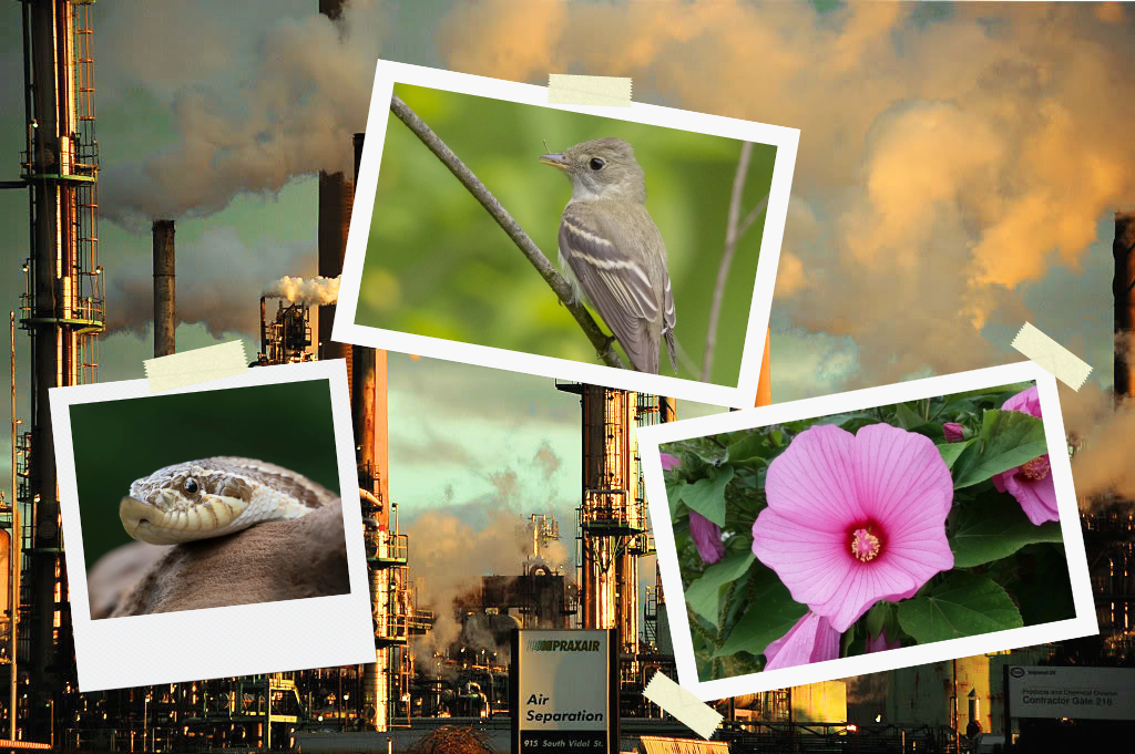 Among the refineries, a surprisingly rare natural world persists