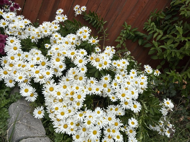 Sun-kissed fall daisy