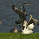 rtr0114sem snow cackling geese