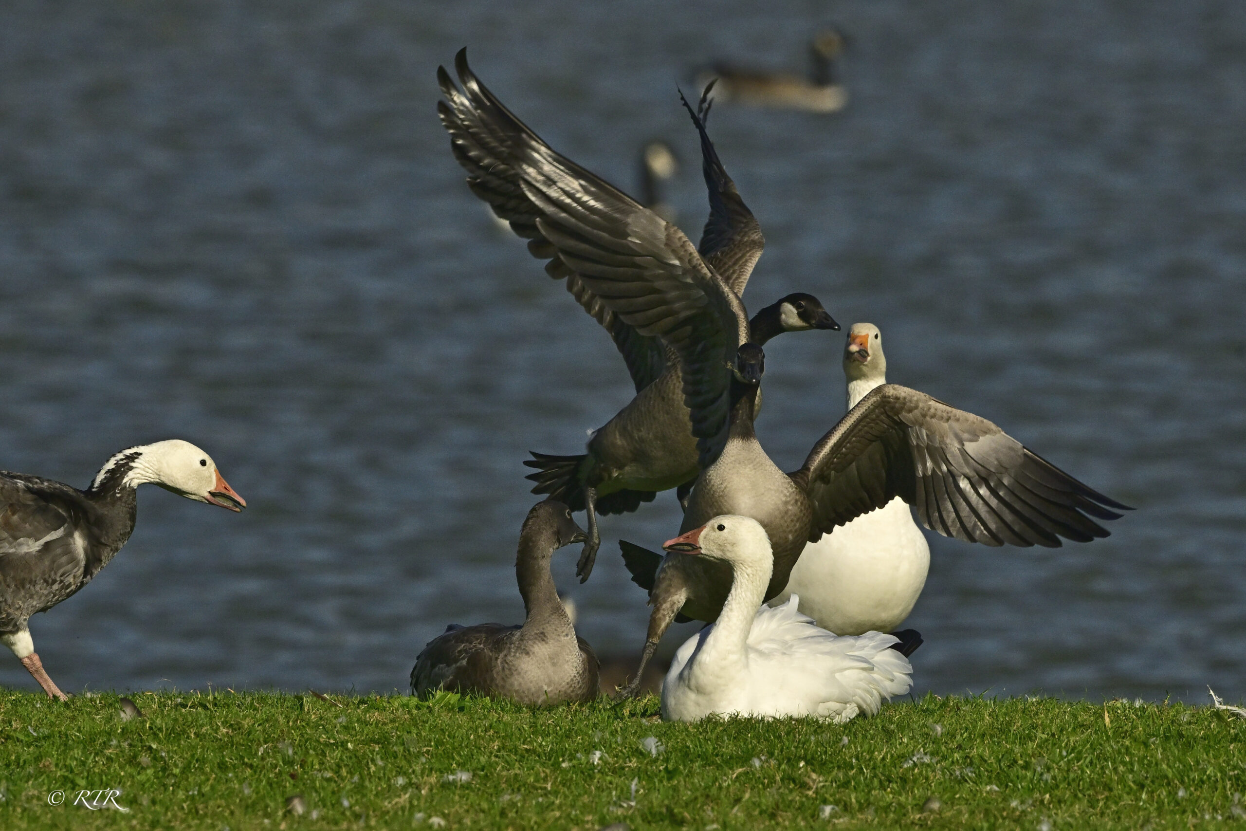 Reg Snow geese, Blue Morph, one immature Blue Morph Snow geese and Cackling Geese disturbing them