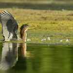 rtr3862sem green heron in water