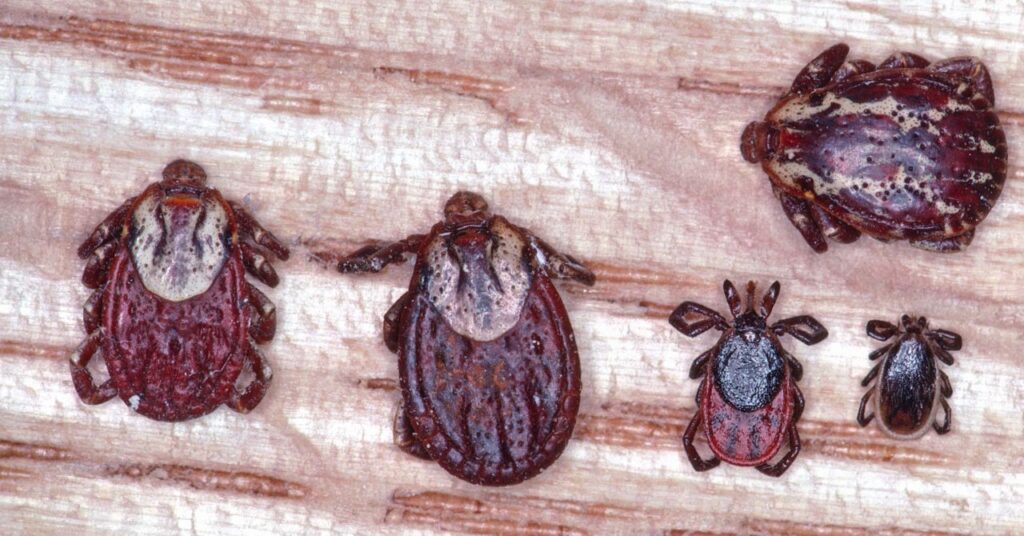 Ontario’s tick problem is getting bigger, experts warn