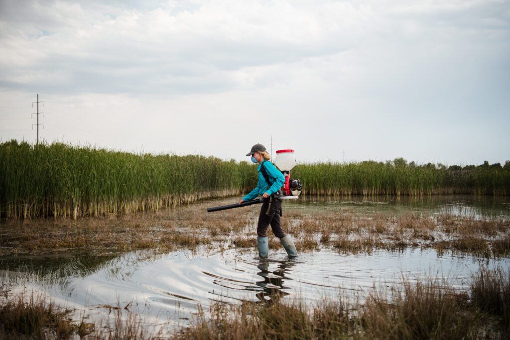 Mosquito larviciding to begin across Lambton County June 8